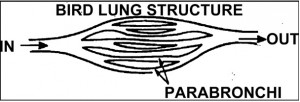 Structure of Bird Lung