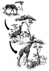 Darwin's evolution of giraffe