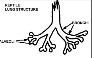 Structure of reptile lung